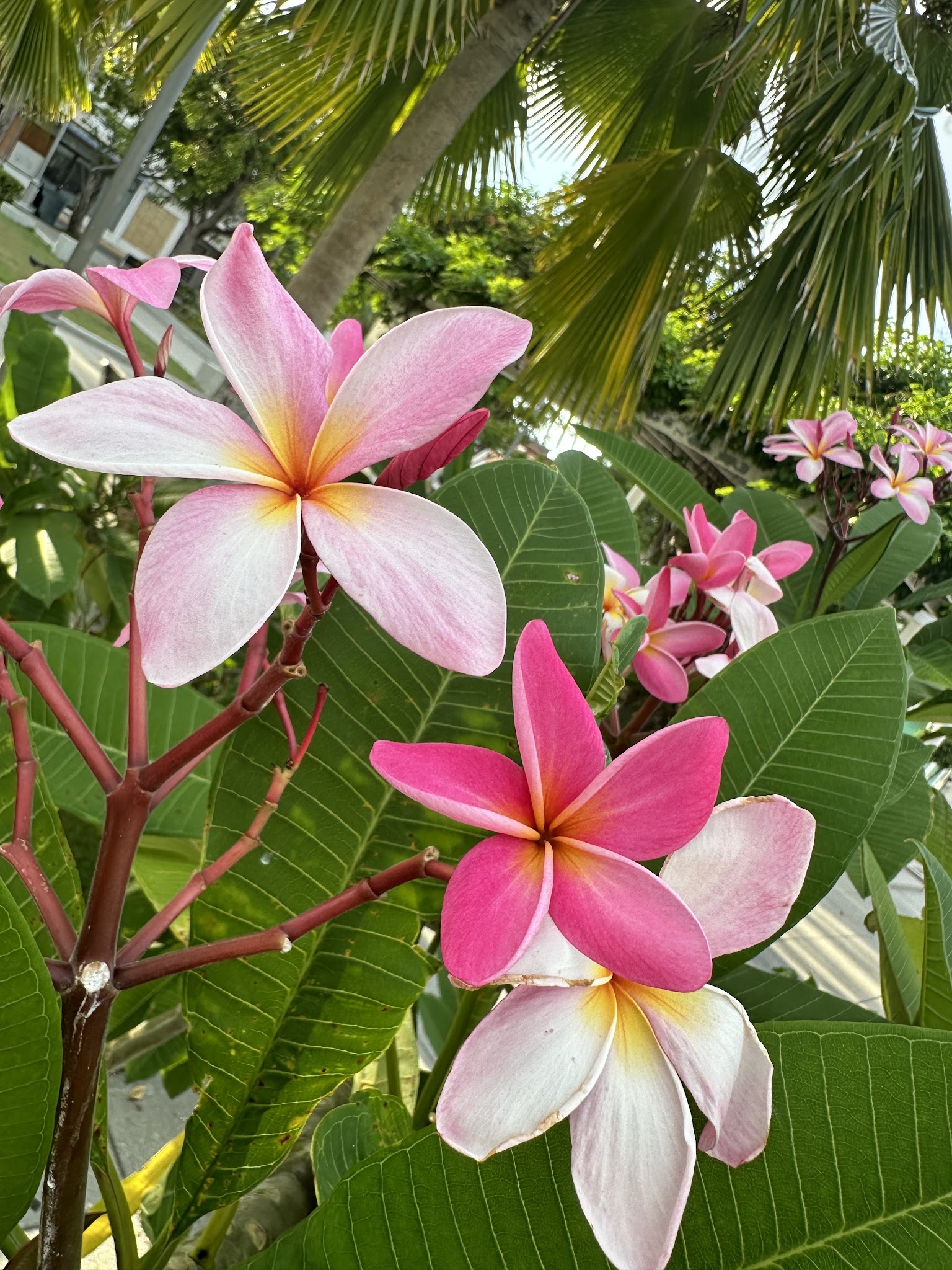 Pink and white flowers among green foliage